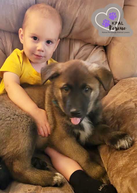 Enlarge Bear - Oopsie Daisies Litter, a Adoptable mixed breed in Kenai, AK image 5/6