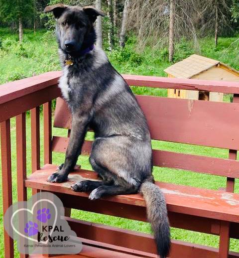 Enlarge Bear - Oopsie Daisies Litter, a Adoptable mixed breed in Kenai, AK image 6/6
