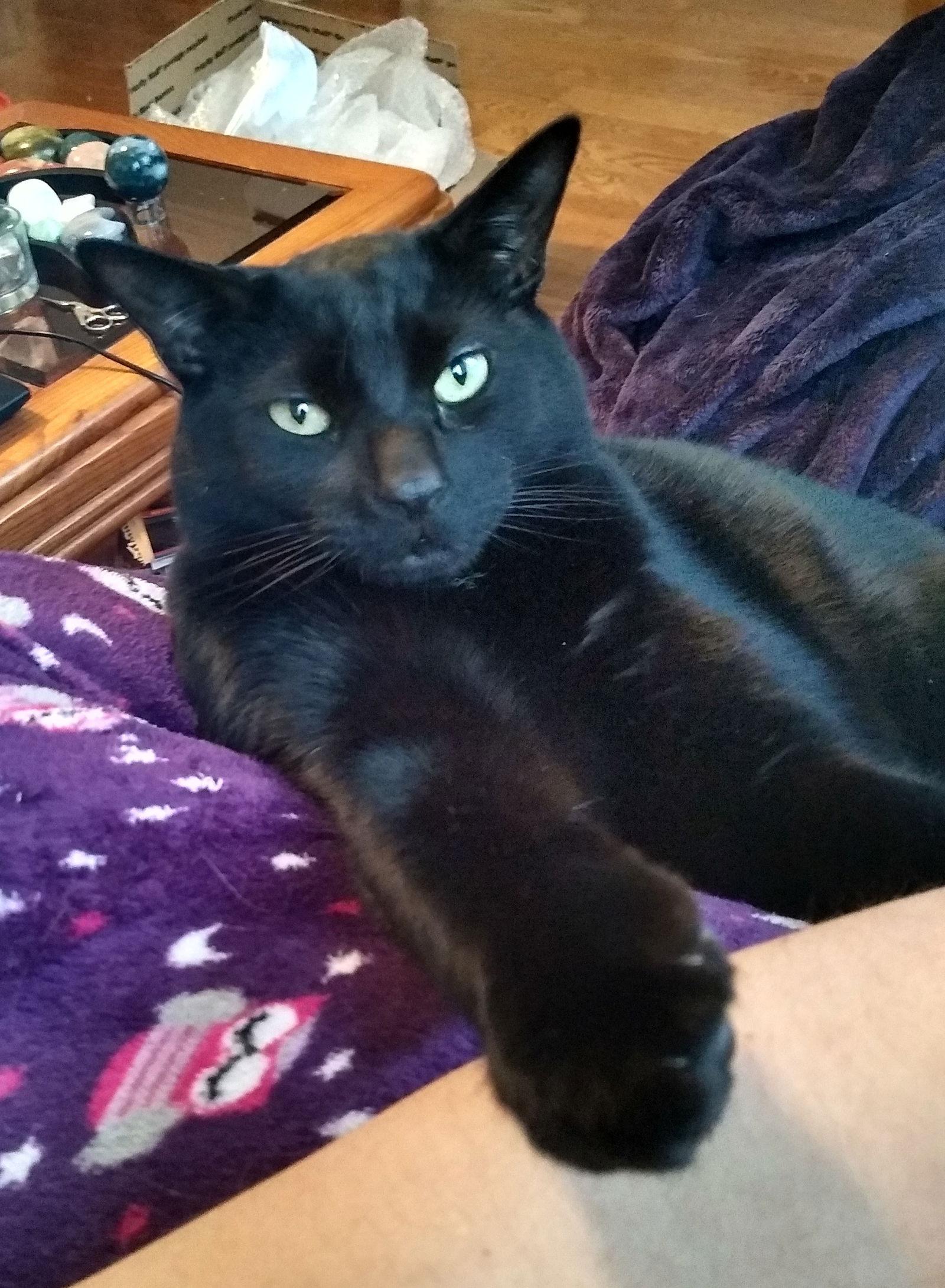 Westley, Adopted, Adult Male Domestic Short Hair.