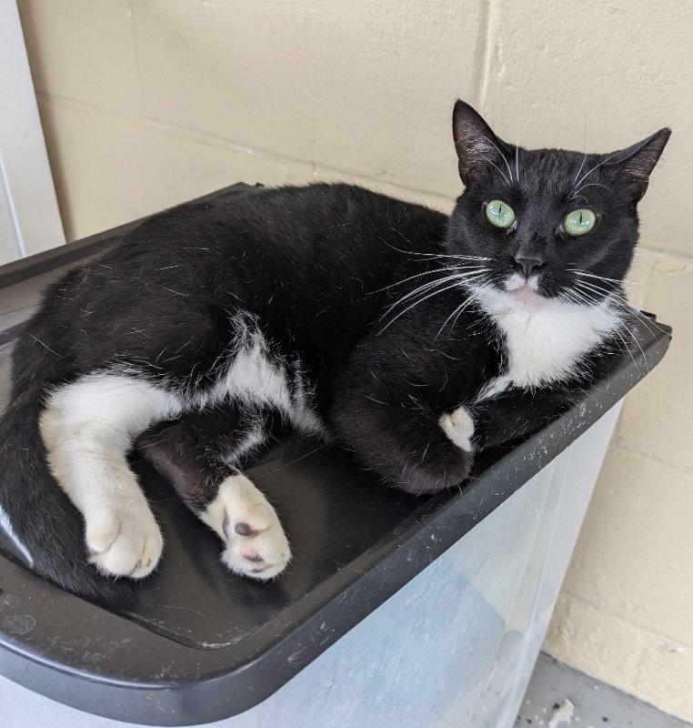 Enlarge Widget, a Adopted Tuxedo in Ocala, FL image 2/3