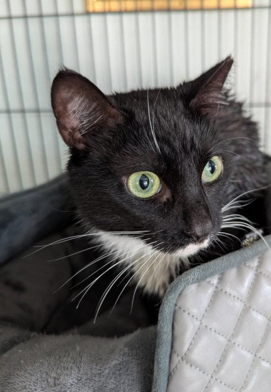 Enlarge Widget, a Adopted Tuxedo in Ocala, FL image 3/3