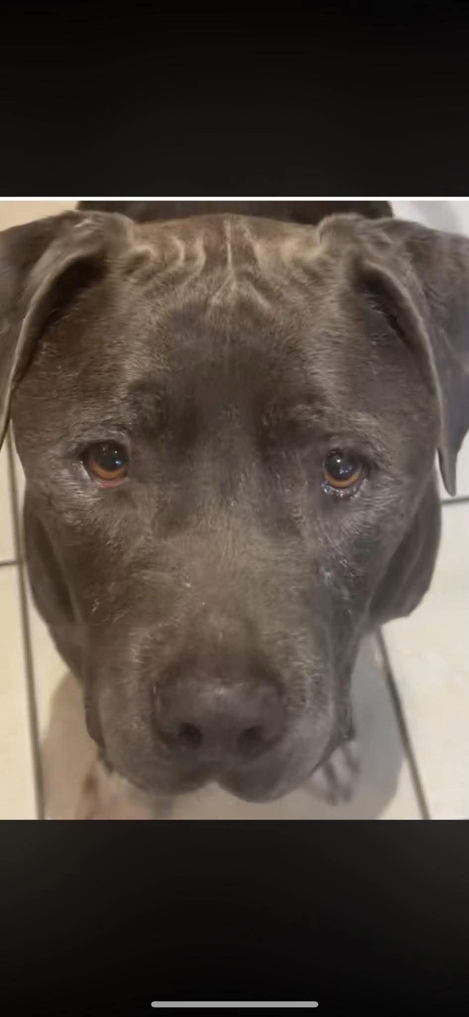 Enlarge Max - Urgent foster or adopter, a ADOPTABLE Mixed Breed in Pittsburgh, PA image 2/5