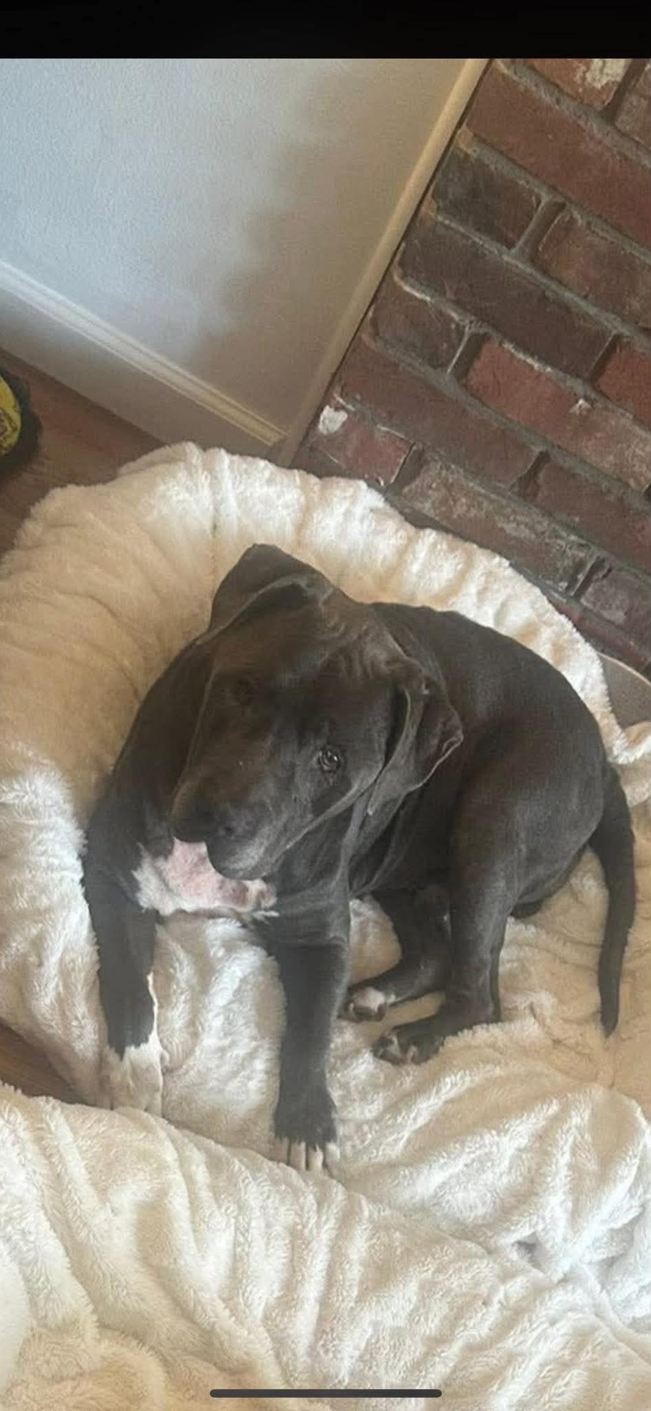 Enlarge Max - Urgent foster or adopter, a ADOPTABLE Mixed Breed in Pittsburgh, PA image 4/5