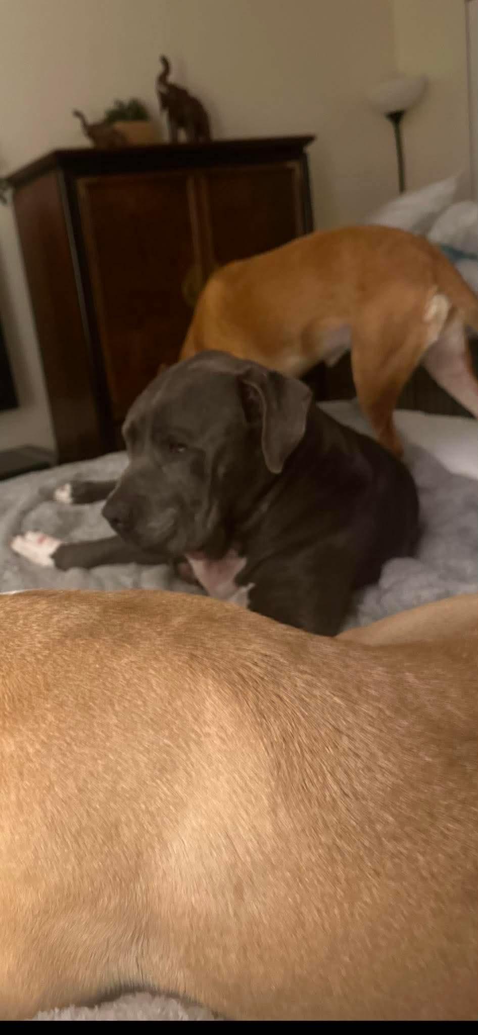 Enlarge Max - Urgent foster or adopter, a ADOPTABLE Mixed Breed in Pittsburgh, PA image 3/5