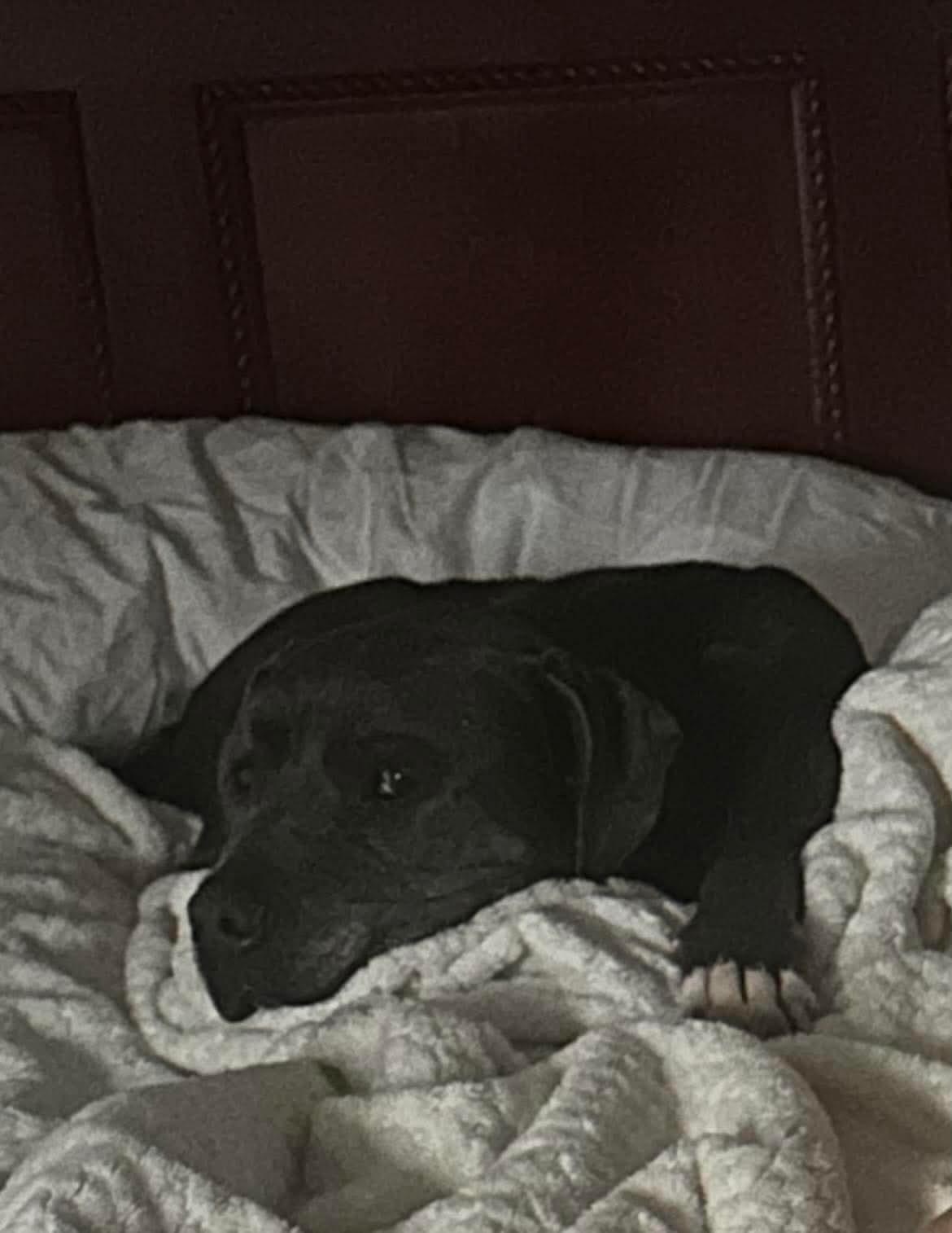 Max - Urgent foster or adopter, ADOPTABLE, Adult Male Mixed Breed.