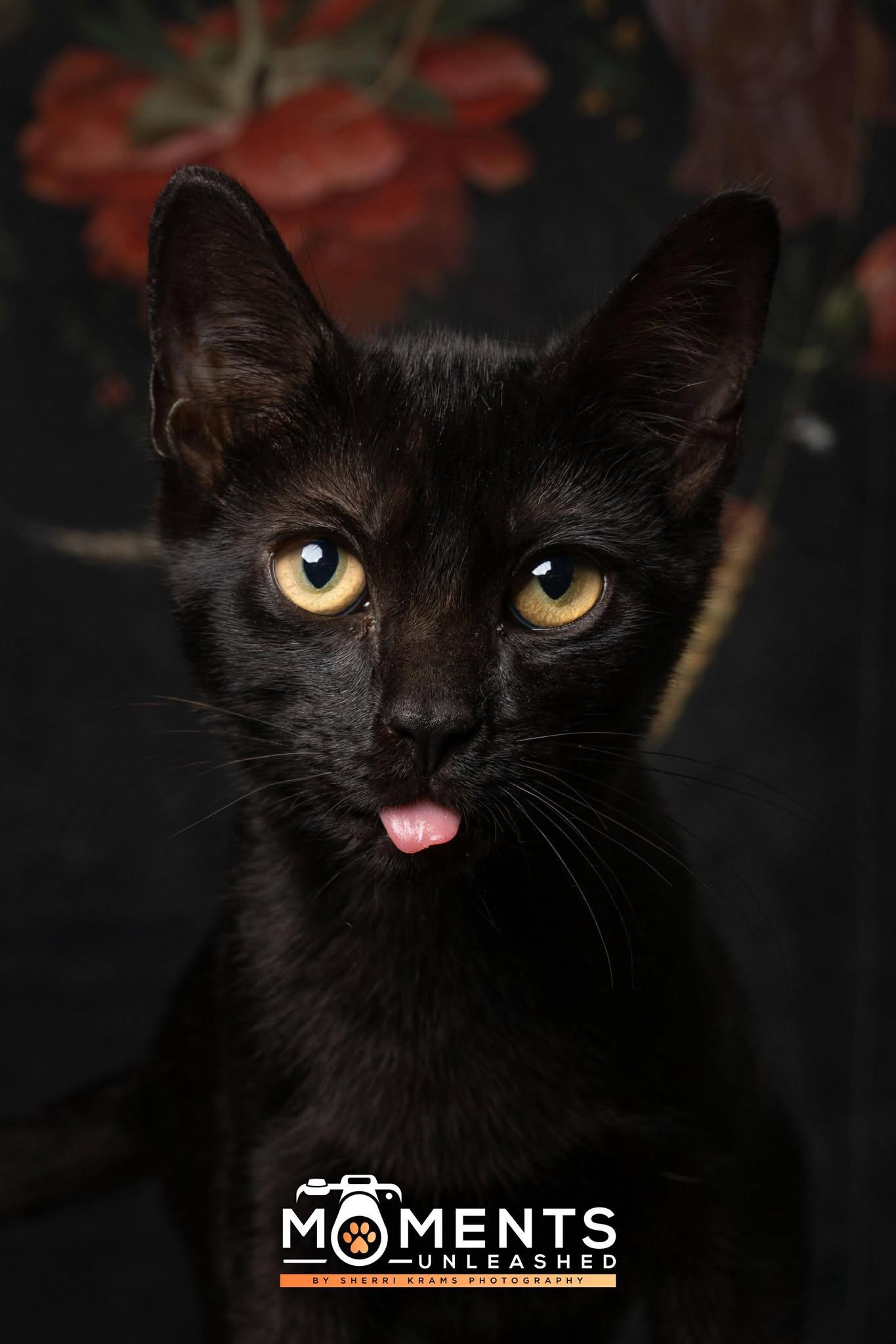 Pierogi, a Adoptable Domestic Short Hair in Myakka City, FL image 1/4