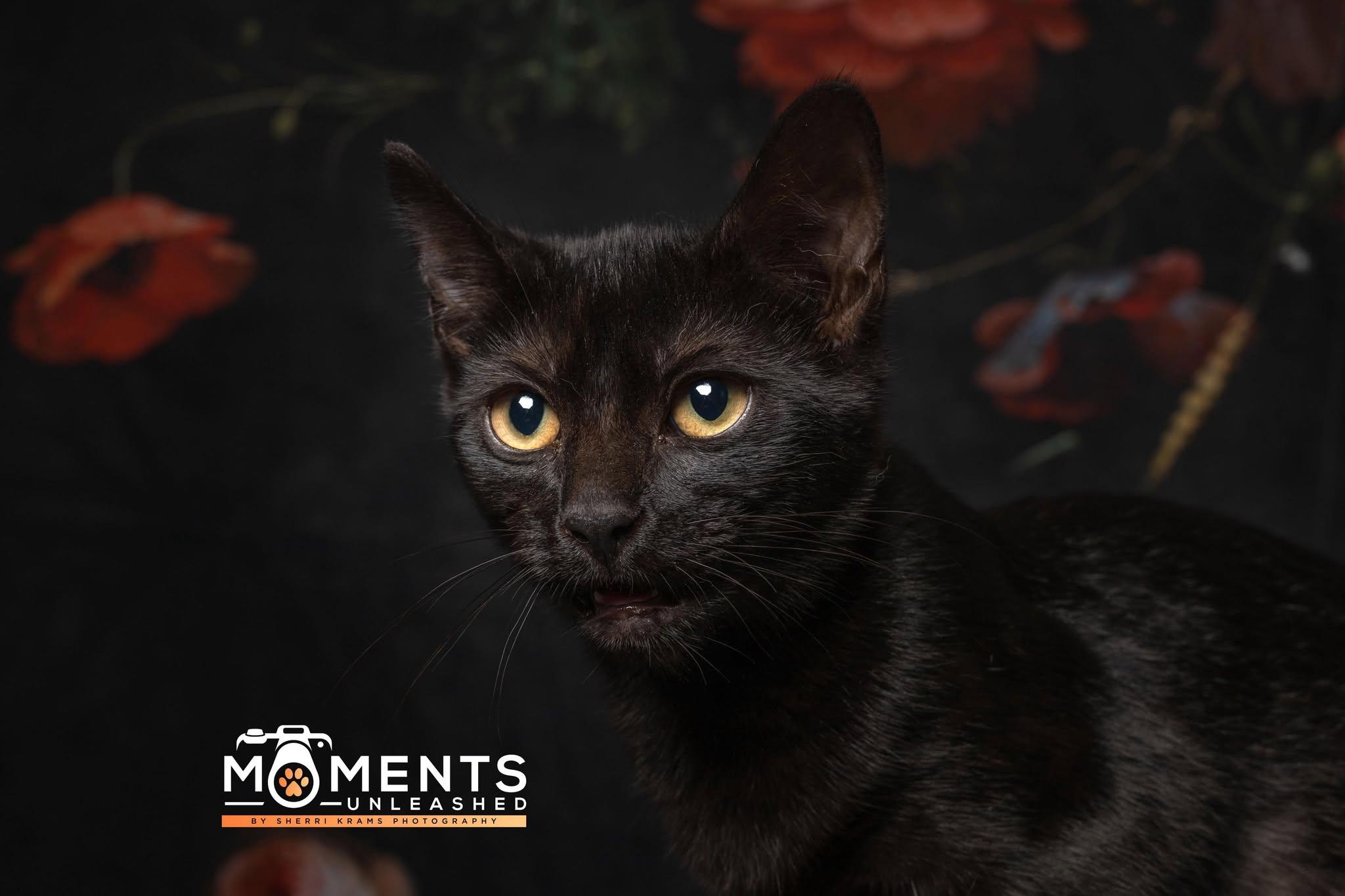 Pierogi, a Adoptable Domestic Short Hair in Myakka City, FL image 2/4