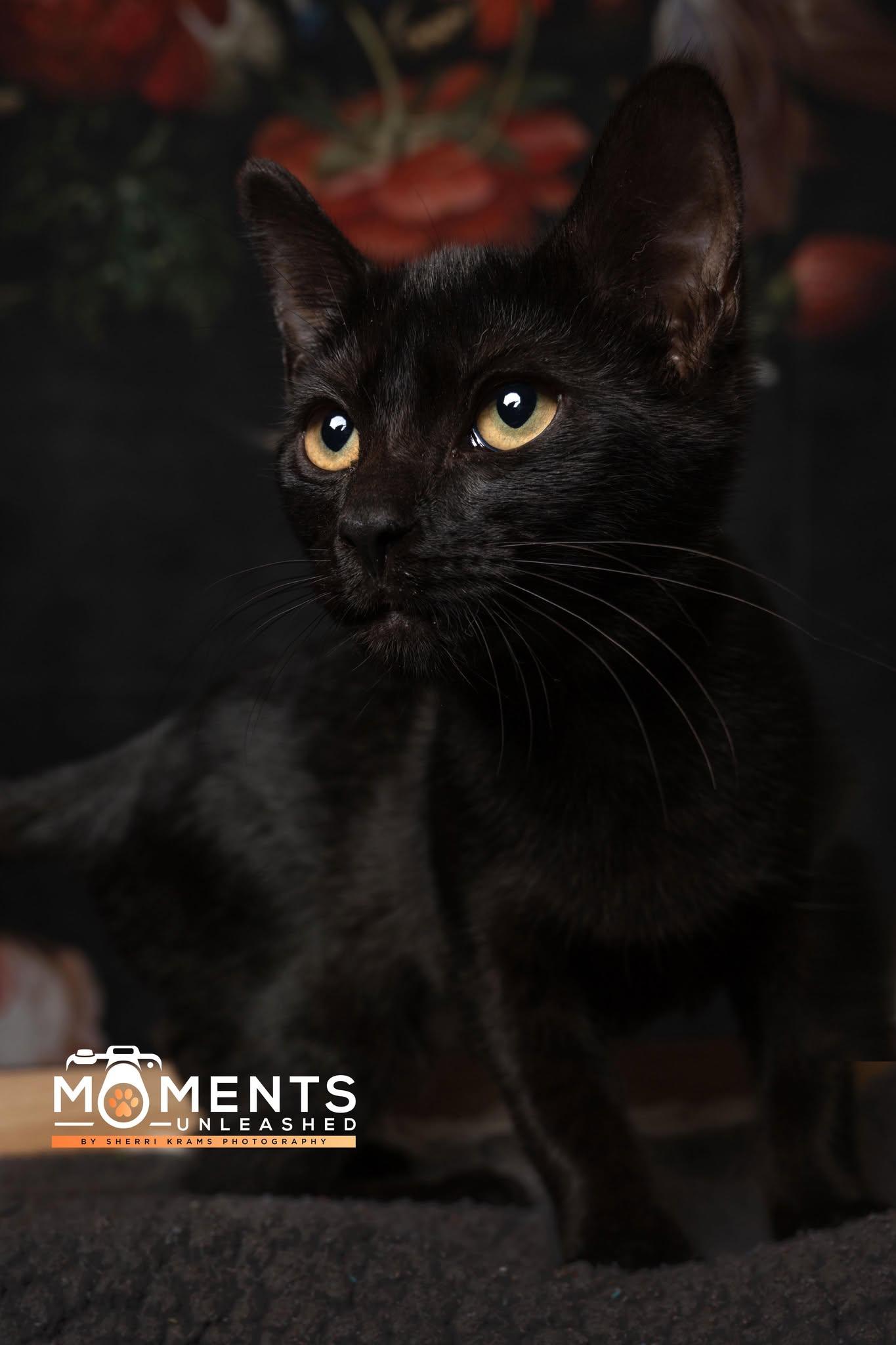 Pierogi, a Adoptable Domestic Short Hair in Myakka City, FL image 3/4