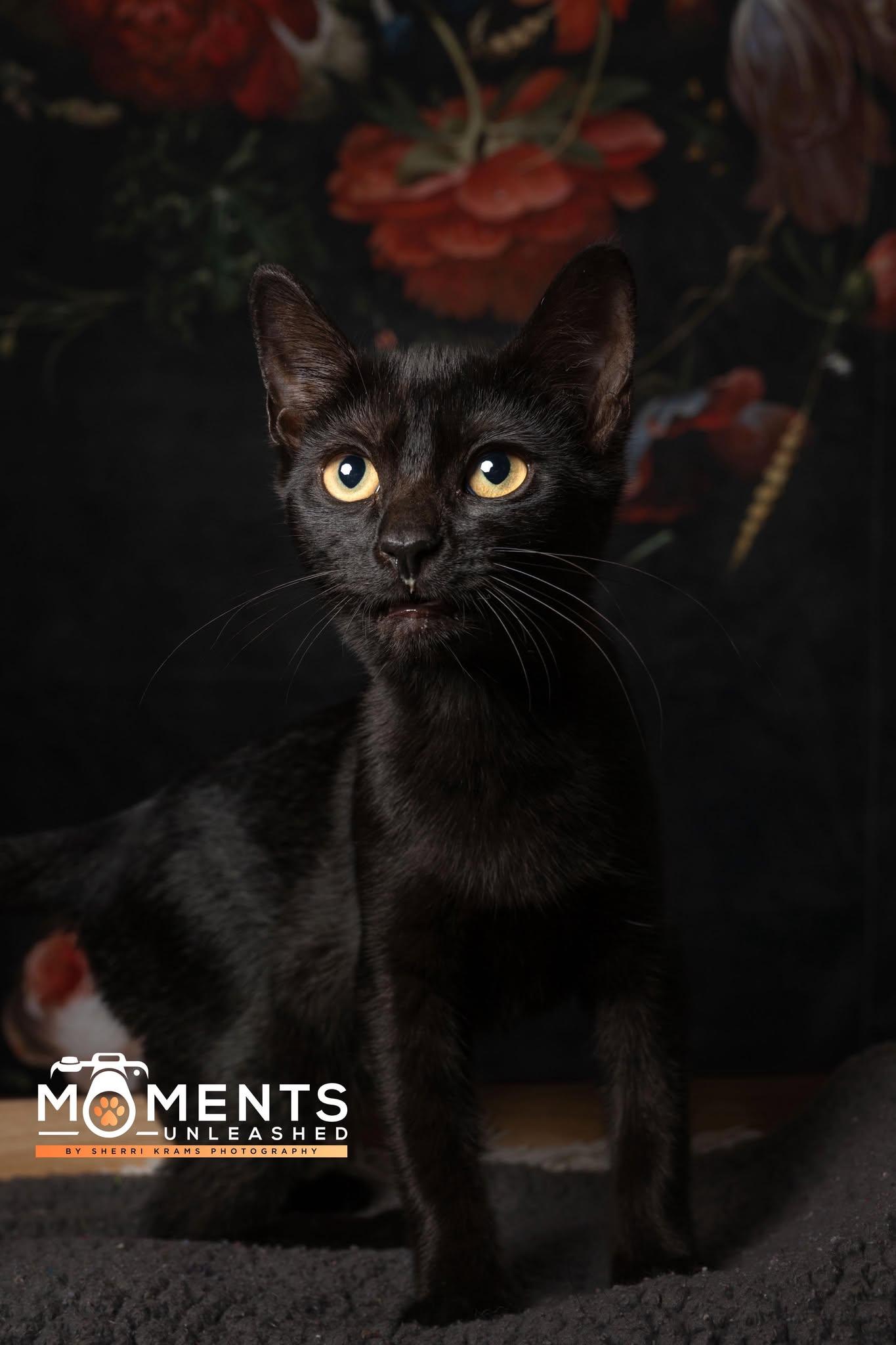 Pierogi, a Adoptable Domestic Short Hair in Myakka City, FL image 4/4