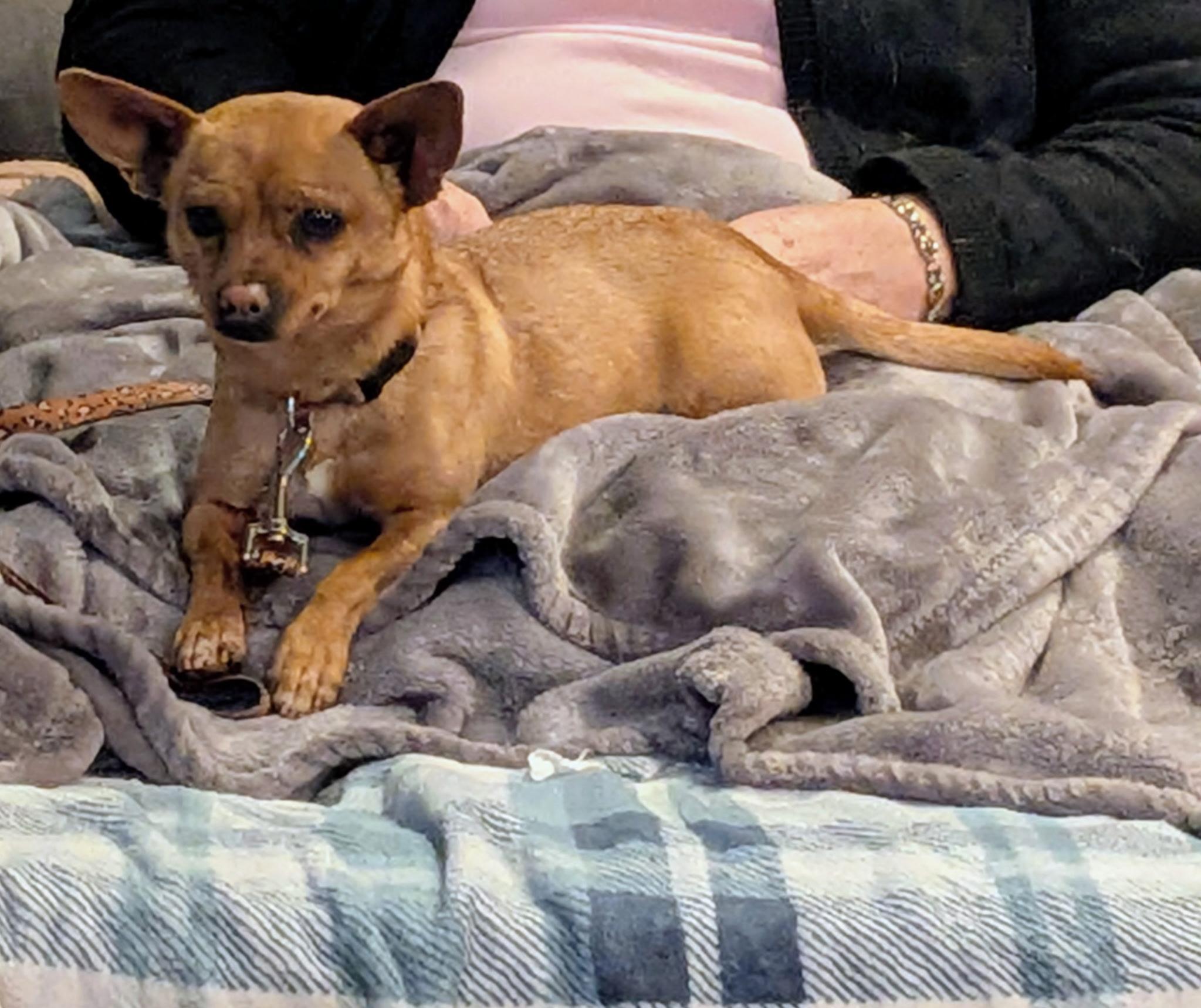 Pippa, adopted, Adult Female Mixed Breed.