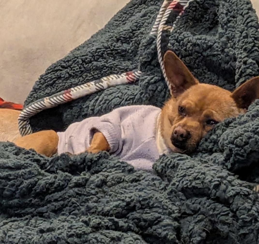 Enlarge Pippa, an adopted mixed breed in Olympia, WA image 2/3