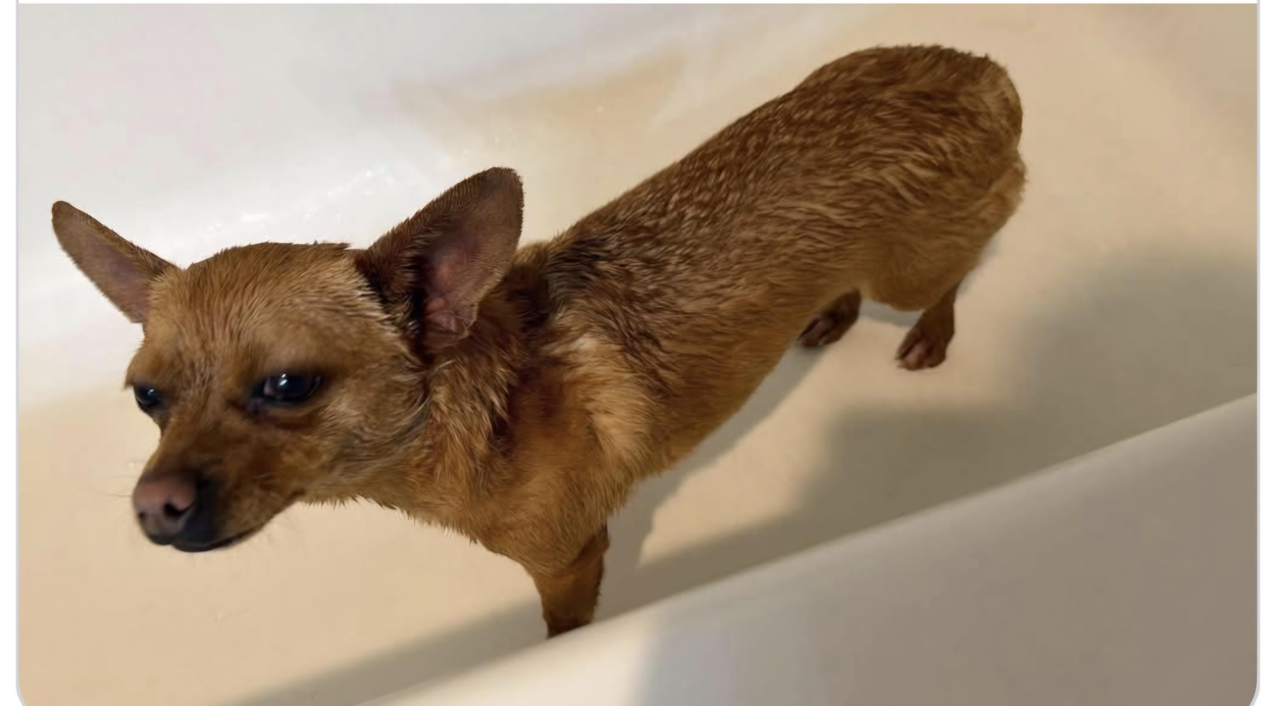 Enlarge Pippa, an adopted mixed breed in Olympia, WA image 3/3