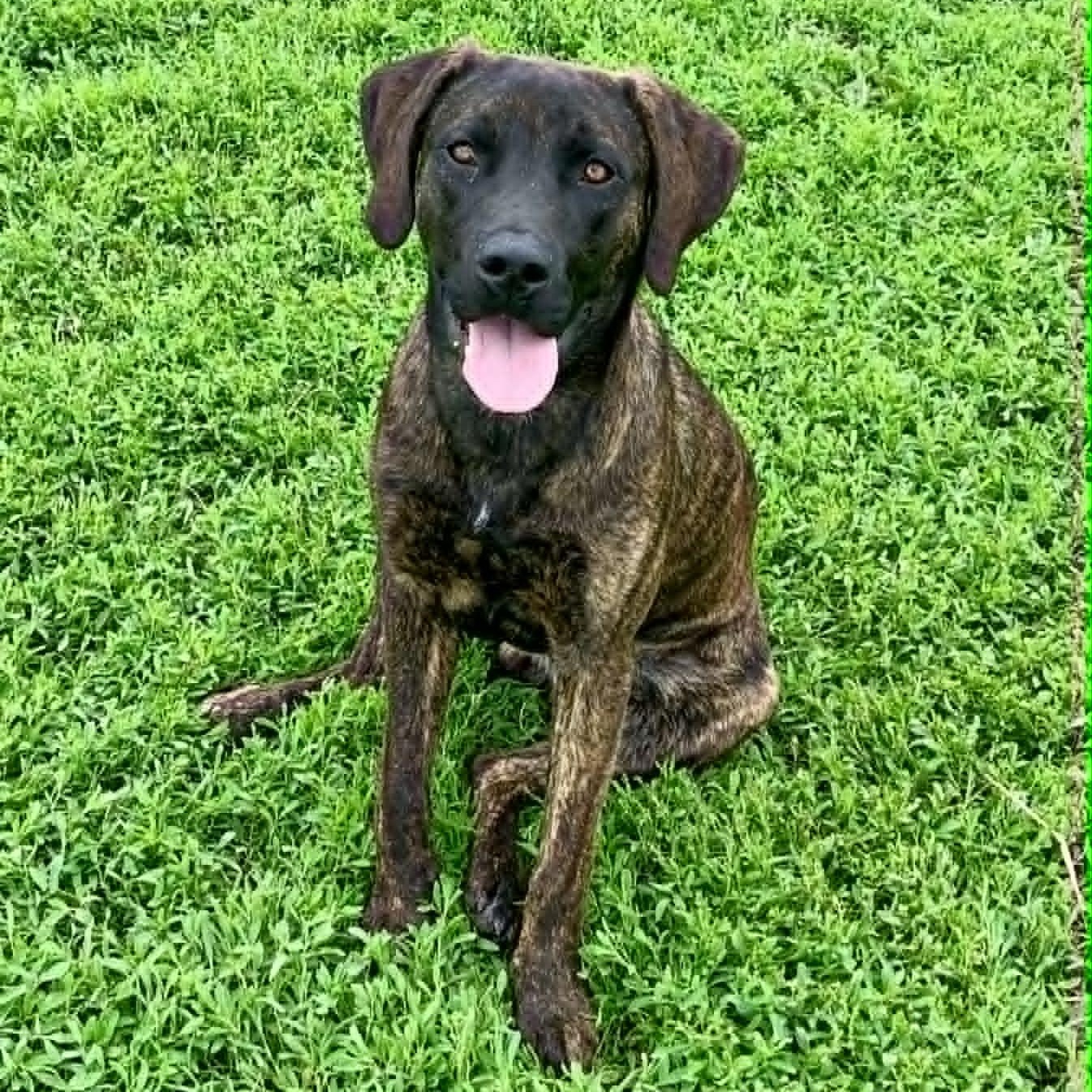Enlarge Kaiser, an adopted Labrador Retriever in Rushville, IL image 2/3