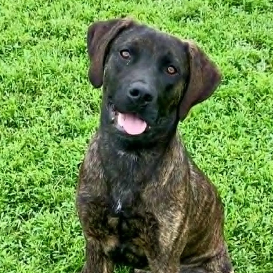 Enlarge Kaiser, an adopted Labrador Retriever in Rushville, IL image 1/3