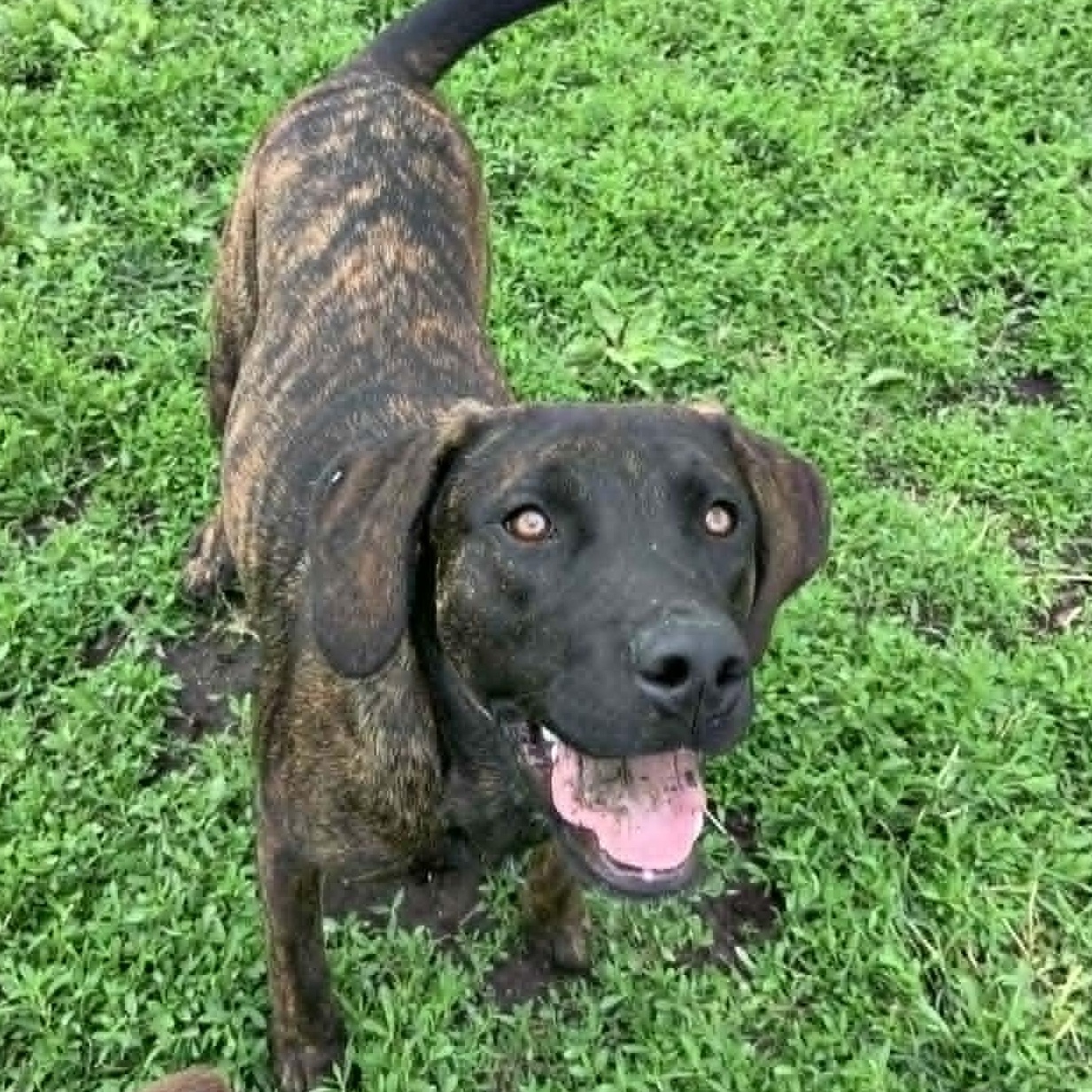 Enlarge Kaiser, an adopted Labrador Retriever in Rushville, IL image 3/3