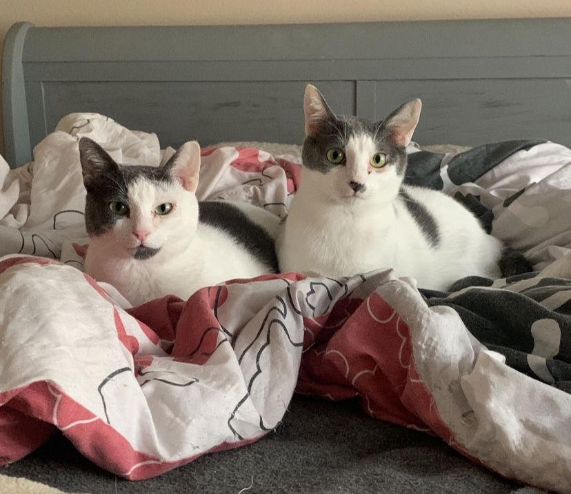 Gracie, Adoptable, Adult Female Domestic Short Hair.