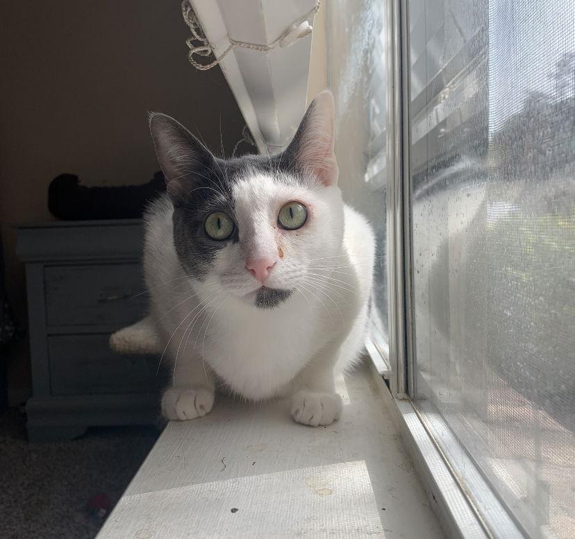 Enlarge Gracie, a Adoptable Domestic Short Hair in Cypress, TX image 2/3