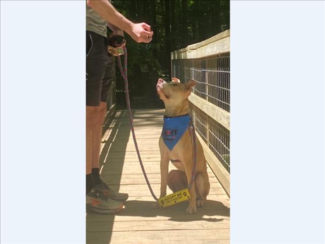 WALLABY, Adoptable, Young Male Terrier & Mixed Breed.