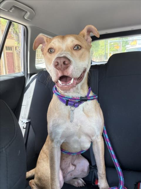 WALLABY, Adoptable, Young Male Terrier & Mixed Breed.