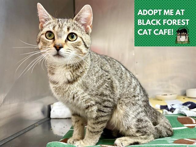 Enlarge DAPHNE, a Adoptable Domestic Short Hair in Fort Wayne, IN image 1/1