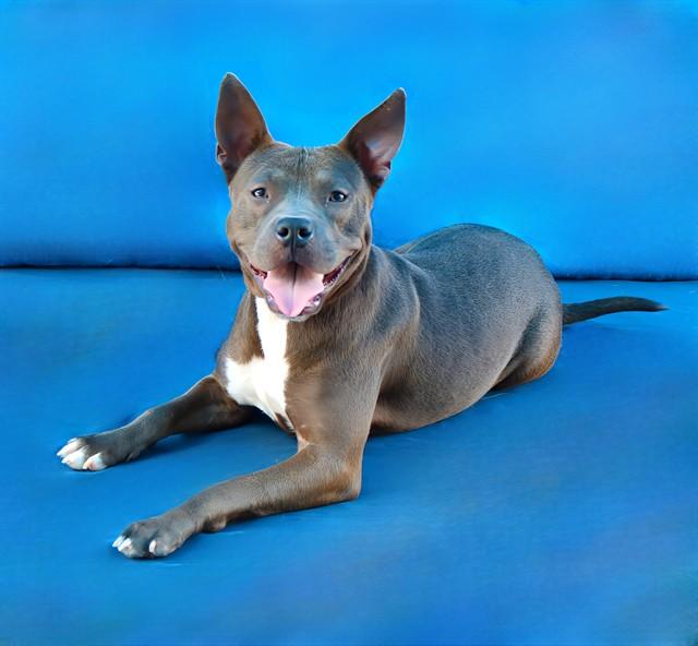 RAMONA, Adoptable, Young Female Pit Bull Terrier.