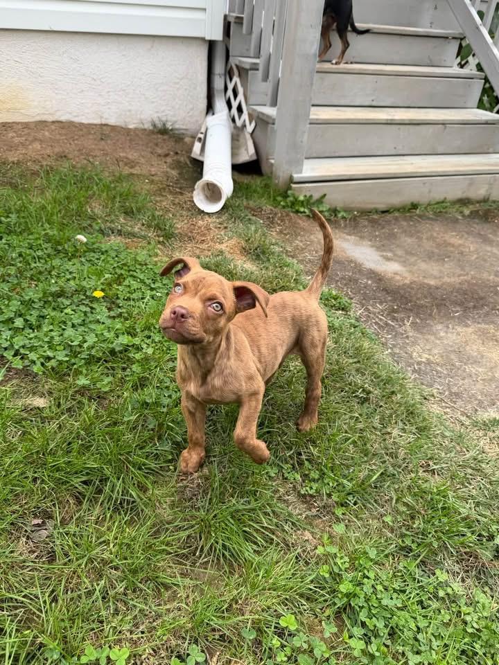 Sammy, Adoptable, Puppy Male Boxer.