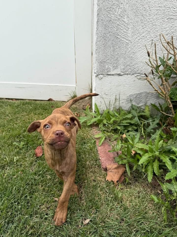 Enlarge Sammy, a Adoptable mixed breed in Berlin, NJ image 2/3