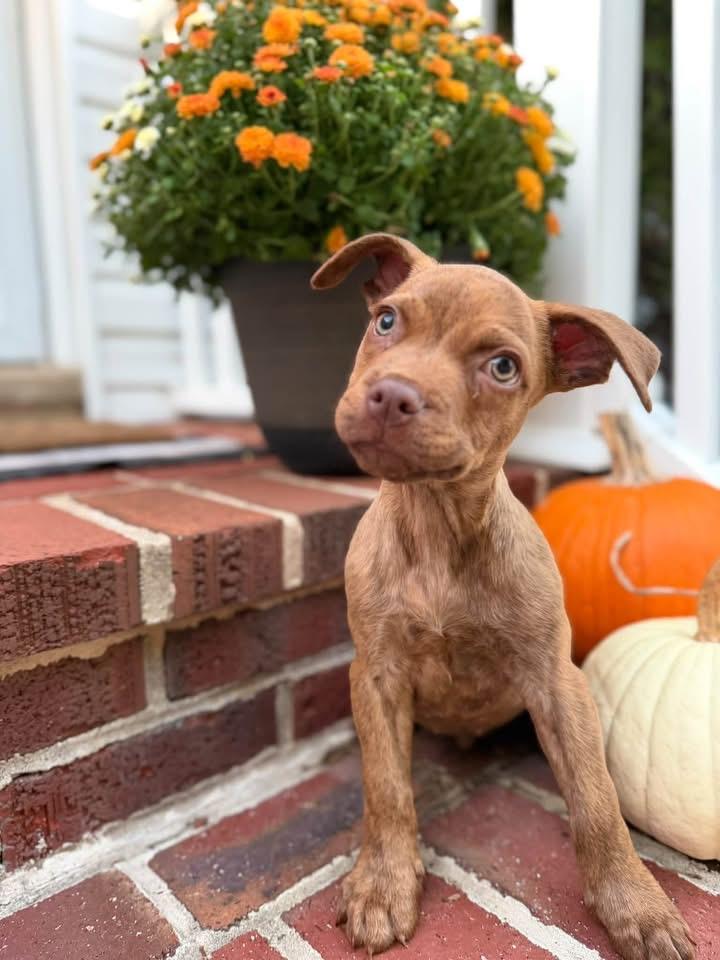 Enlarge Sammy, a Adoptable mixed breed in Berlin, NJ image 3/3