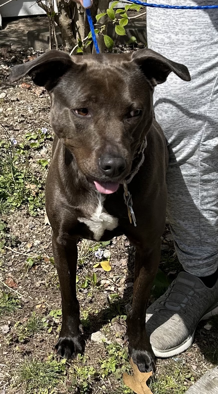 Sundance, a Adoptable Labrador Retriever in Calverton, NY image 3/3
