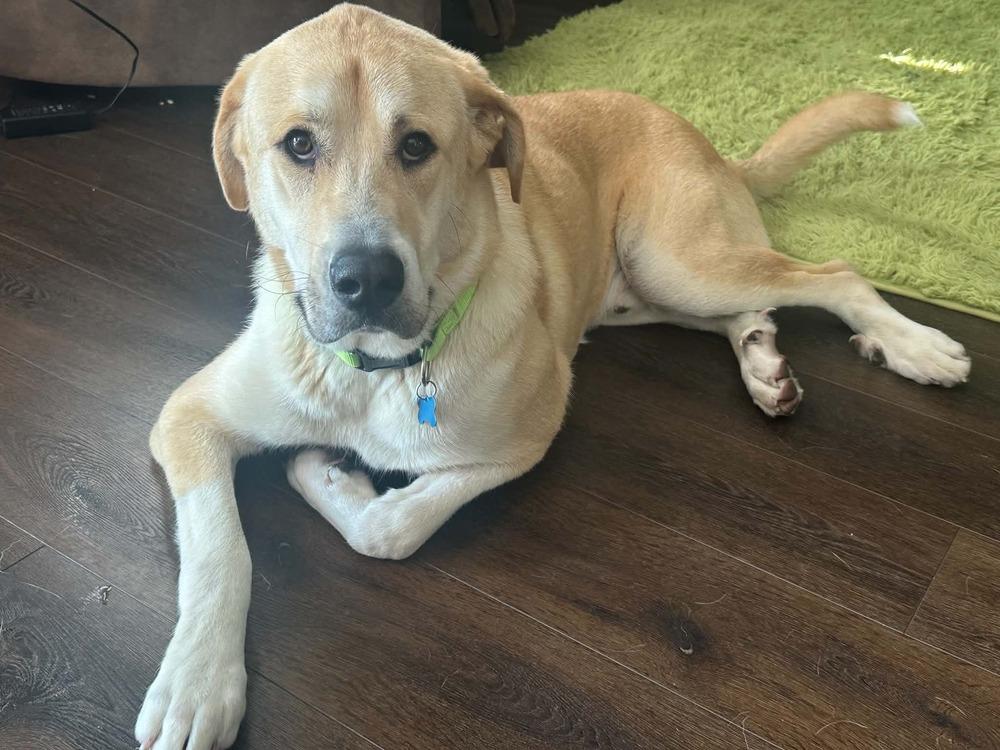 Enlarge Teddy, a Adoptable mixed breed in Columbus, OH image 1/3