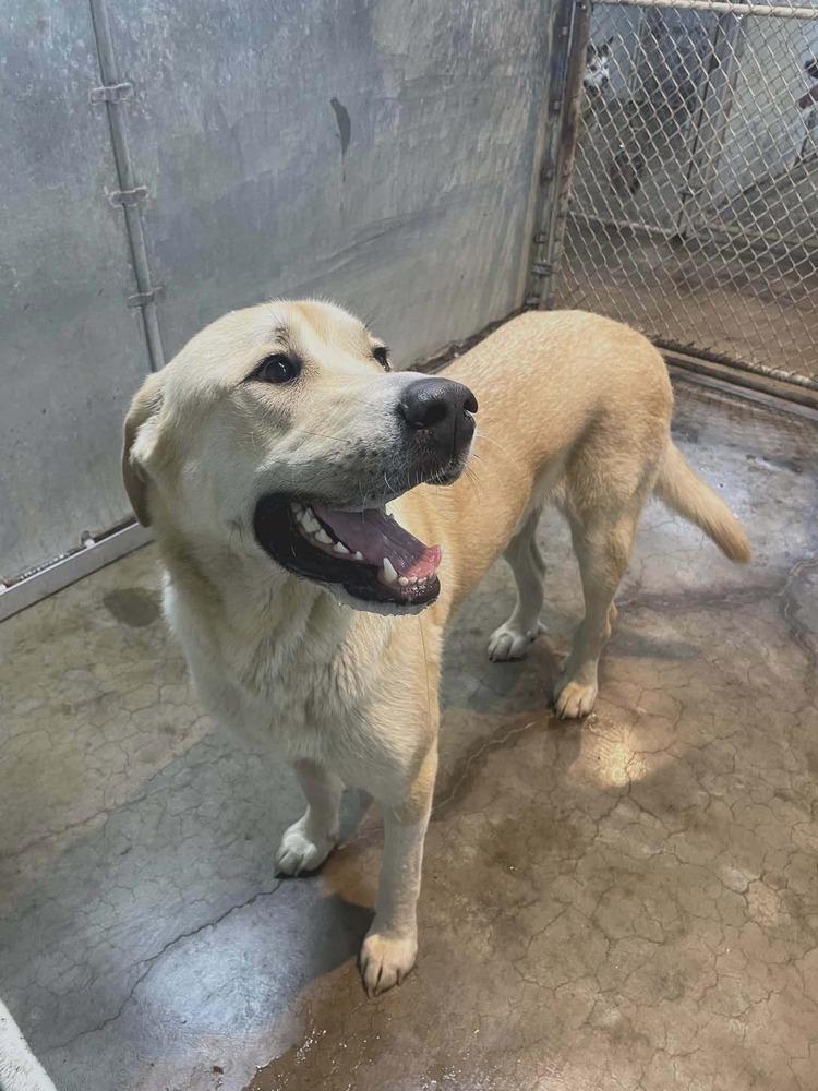 Enlarge Teddy, a Adoptable mixed breed in Columbus, OH image 2/3