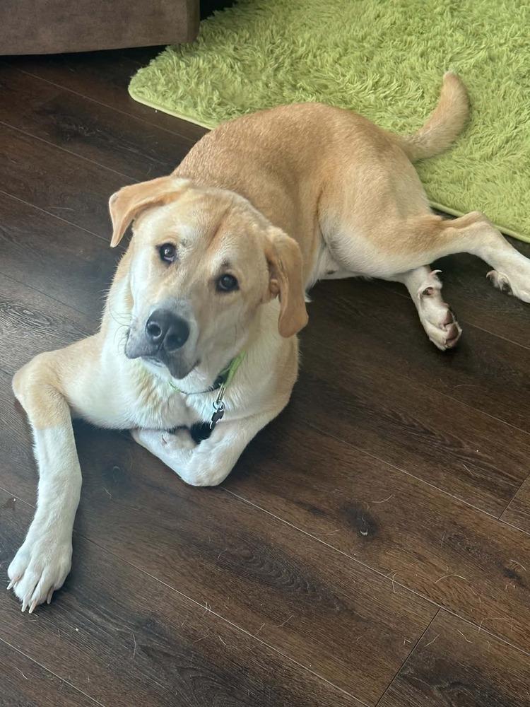 Enlarge Teddy, a Adoptable mixed breed in Columbus, OH image 3/3