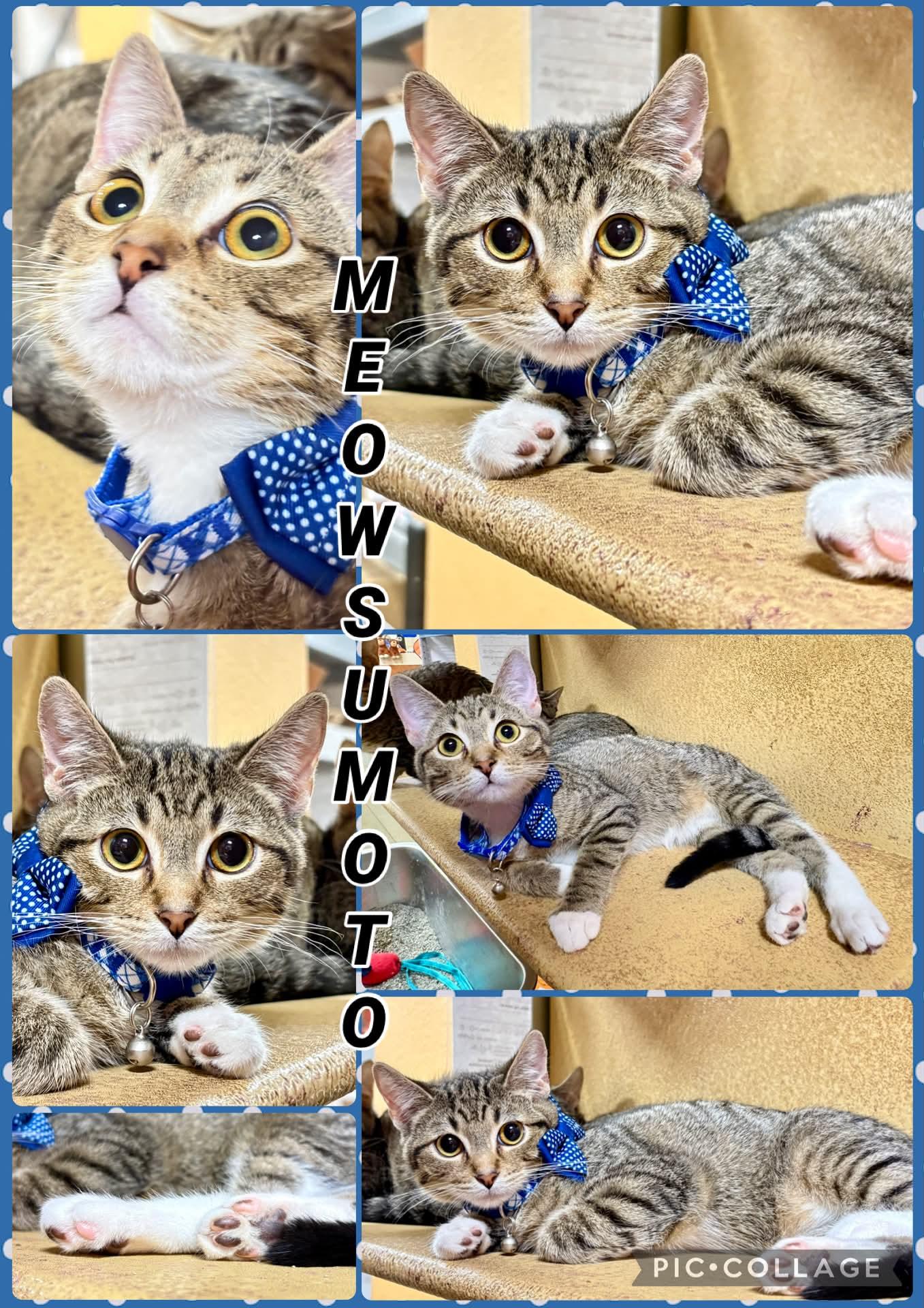 Enlarge MEOWSUMOTO, a Adopted Tabby in Lawton, OK image 1/1