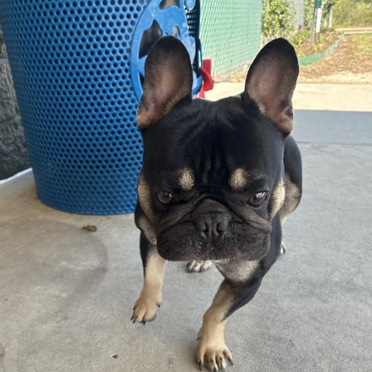 Enlarge Max (sweet, calm, and friendly boy), a Adoptable French Bulldog in Detroit, MI image 2/2