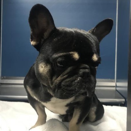 Max (sweet, calm, and friendly boy), Adoptable, Young Male French Bulldog.
