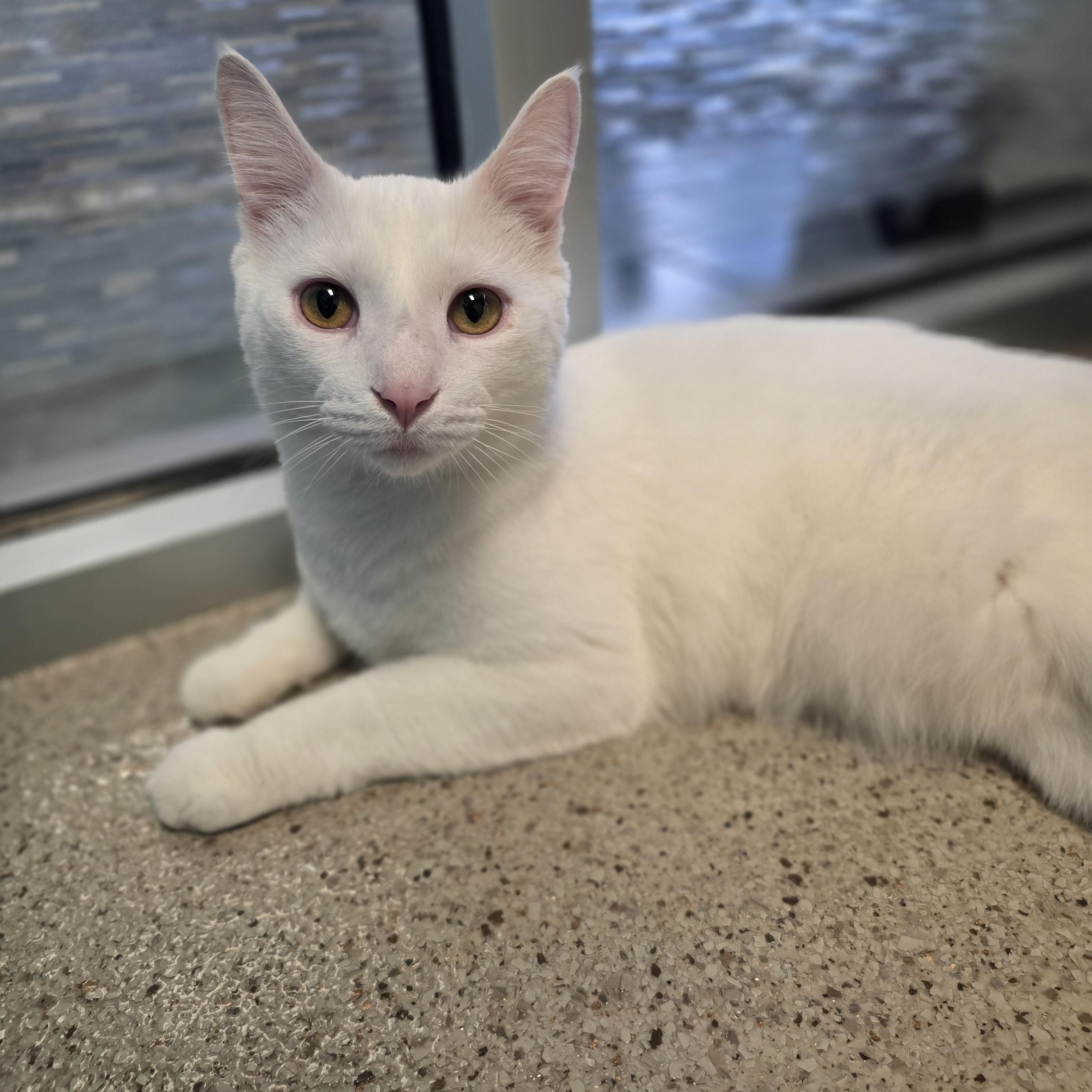 Enlarge Falkor - a fun-loving boy!, a ADOPTABLE Domestic Short Hair in Oshkosh, WI image 1/2