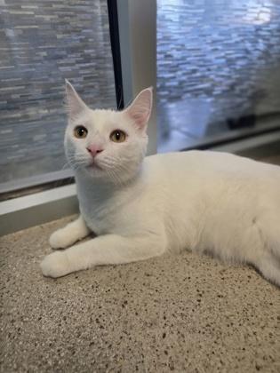 Enlarge Falkor - a fun-loving boy!, a ADOPTABLE Domestic Short Hair in Oshkosh, WI image 2/2
