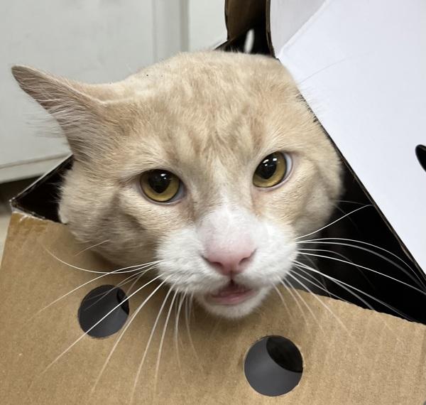 Tarzan (mcas), Adoptable, Adult Male Domestic Short Hair.