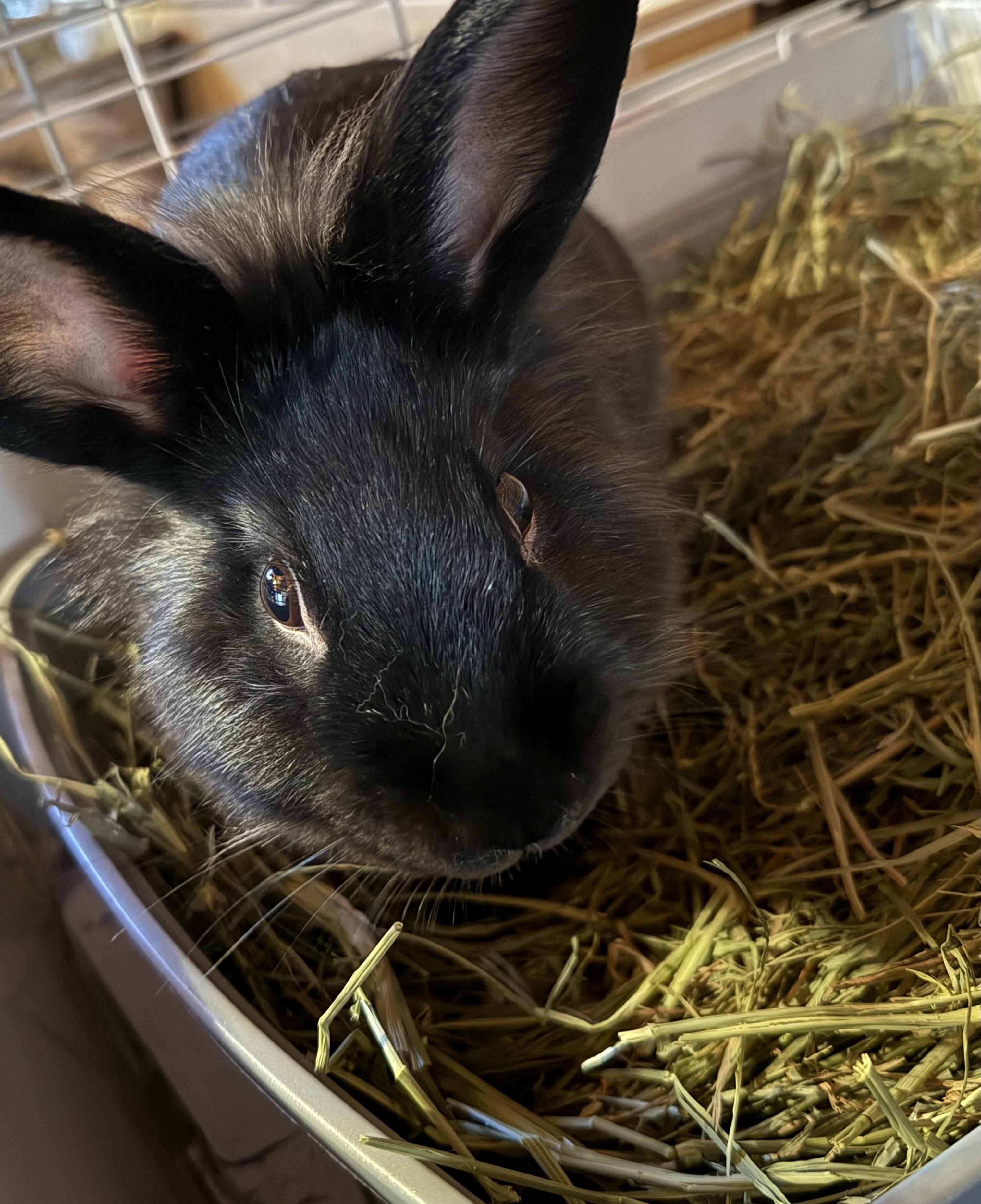 Alvin, Adoptable, Young Male Lionhead.
