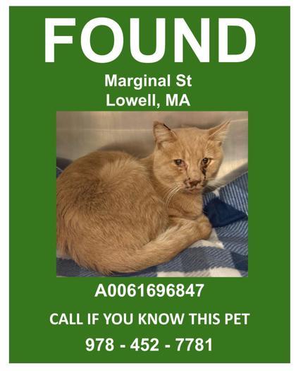 Enlarge Macklemore, a Adoptable mixed breed in Lowell, MA image 1/1