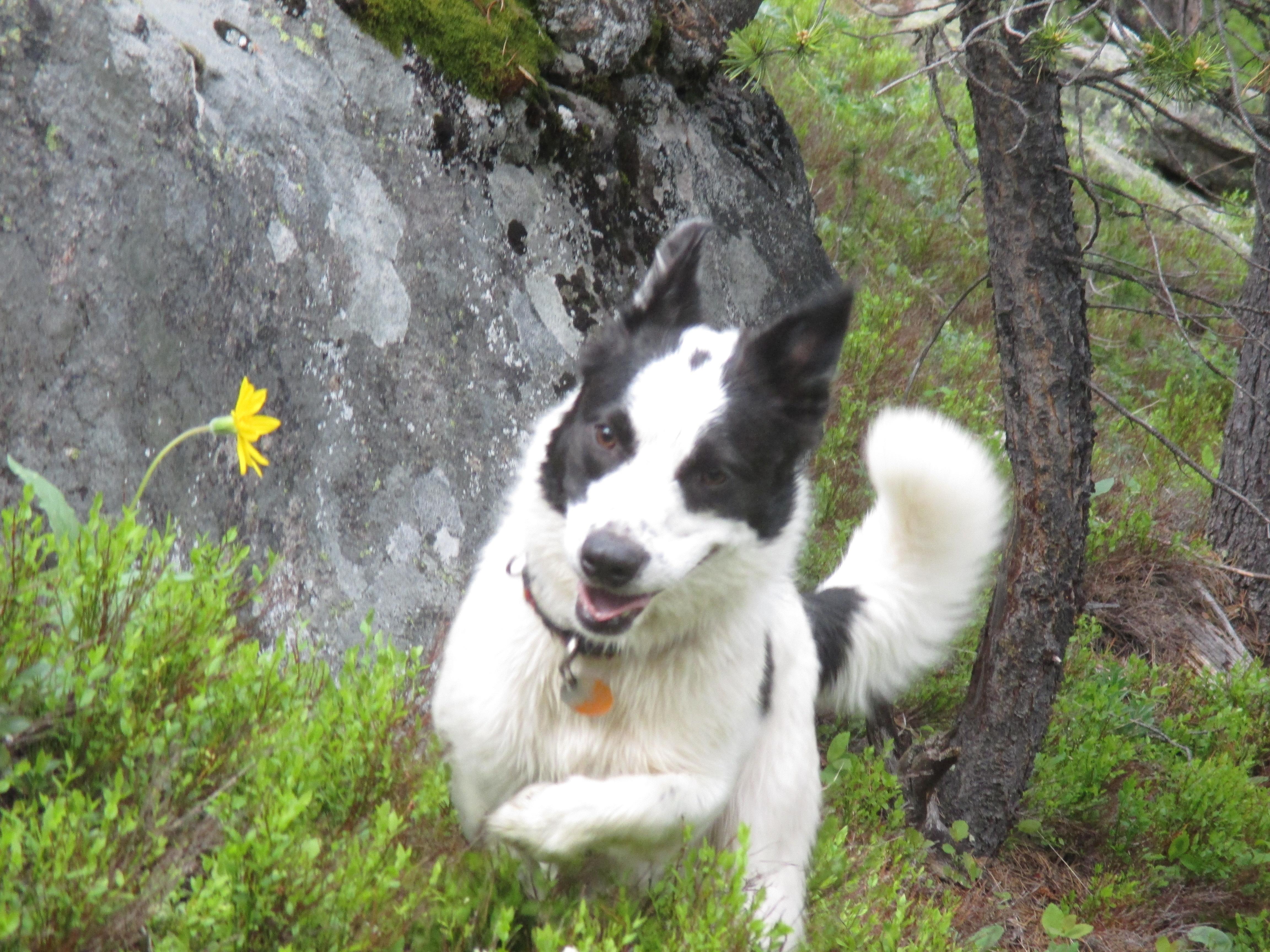 Thomas, a Adoptable mixed breed in Sheridan, WY image 1/6