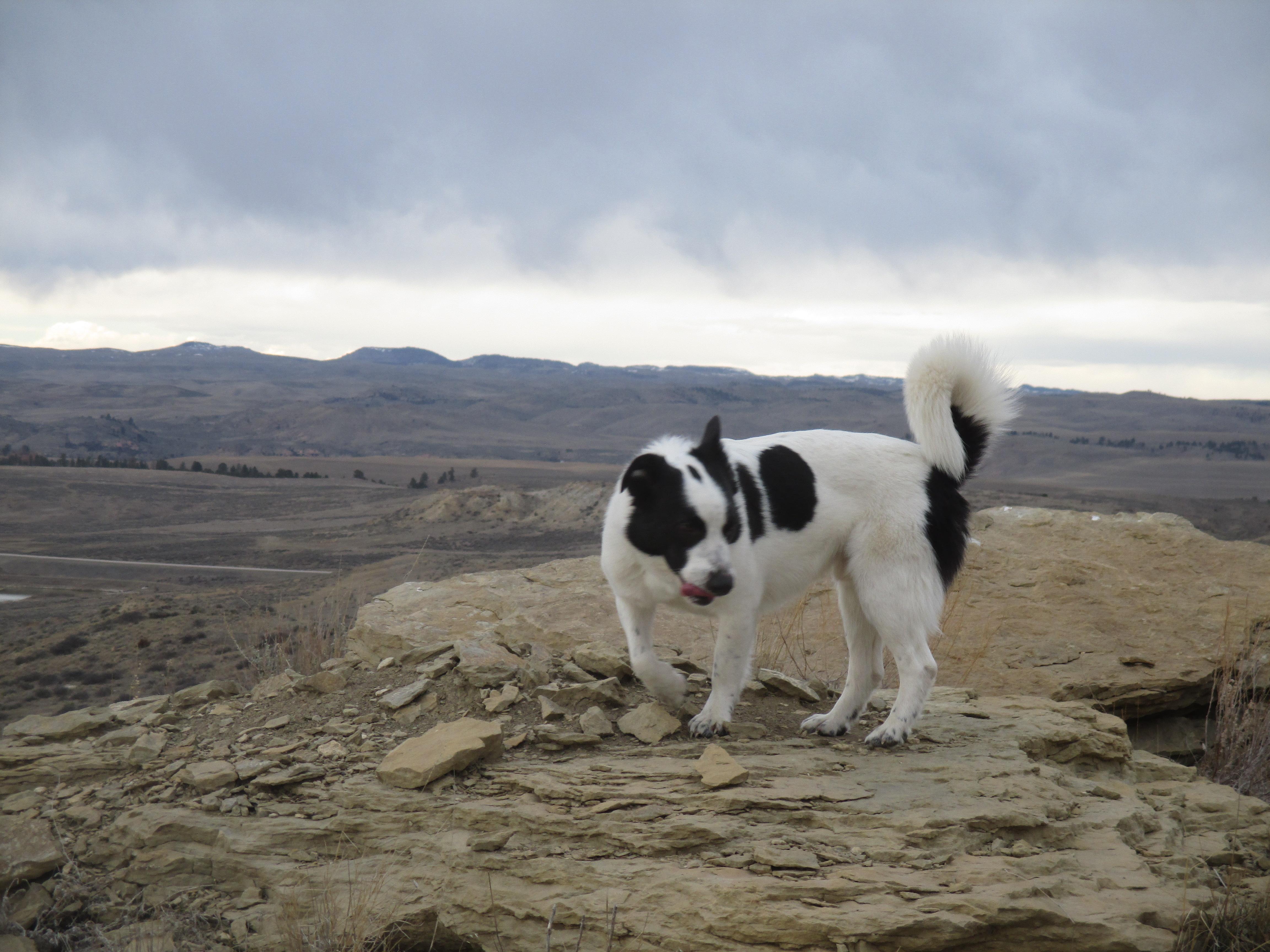 Thomas, a Adoptable mixed breed in Sheridan, WY image 2/6