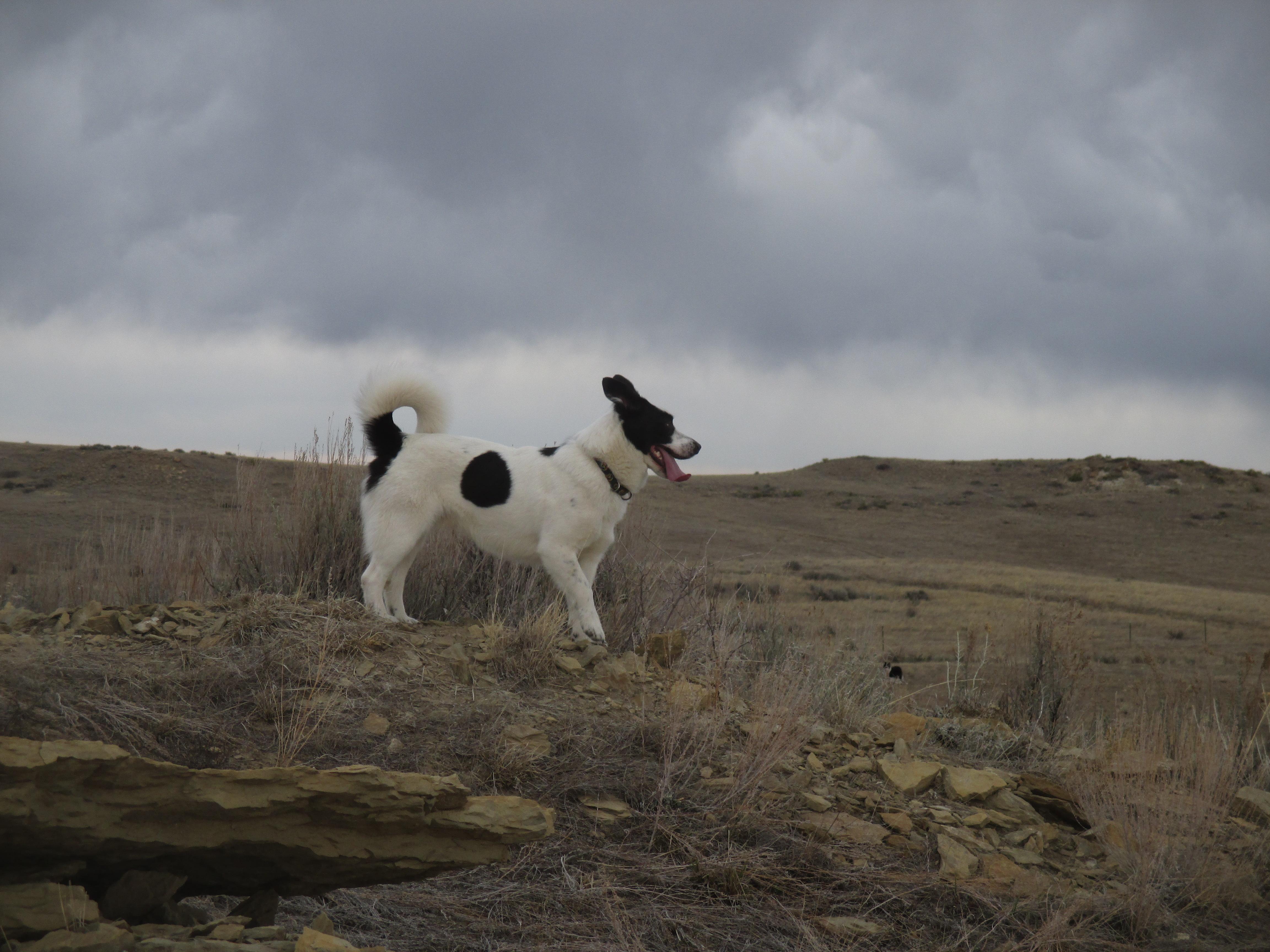 Thomas, a Adoptable mixed breed in Sheridan, WY image 3/6