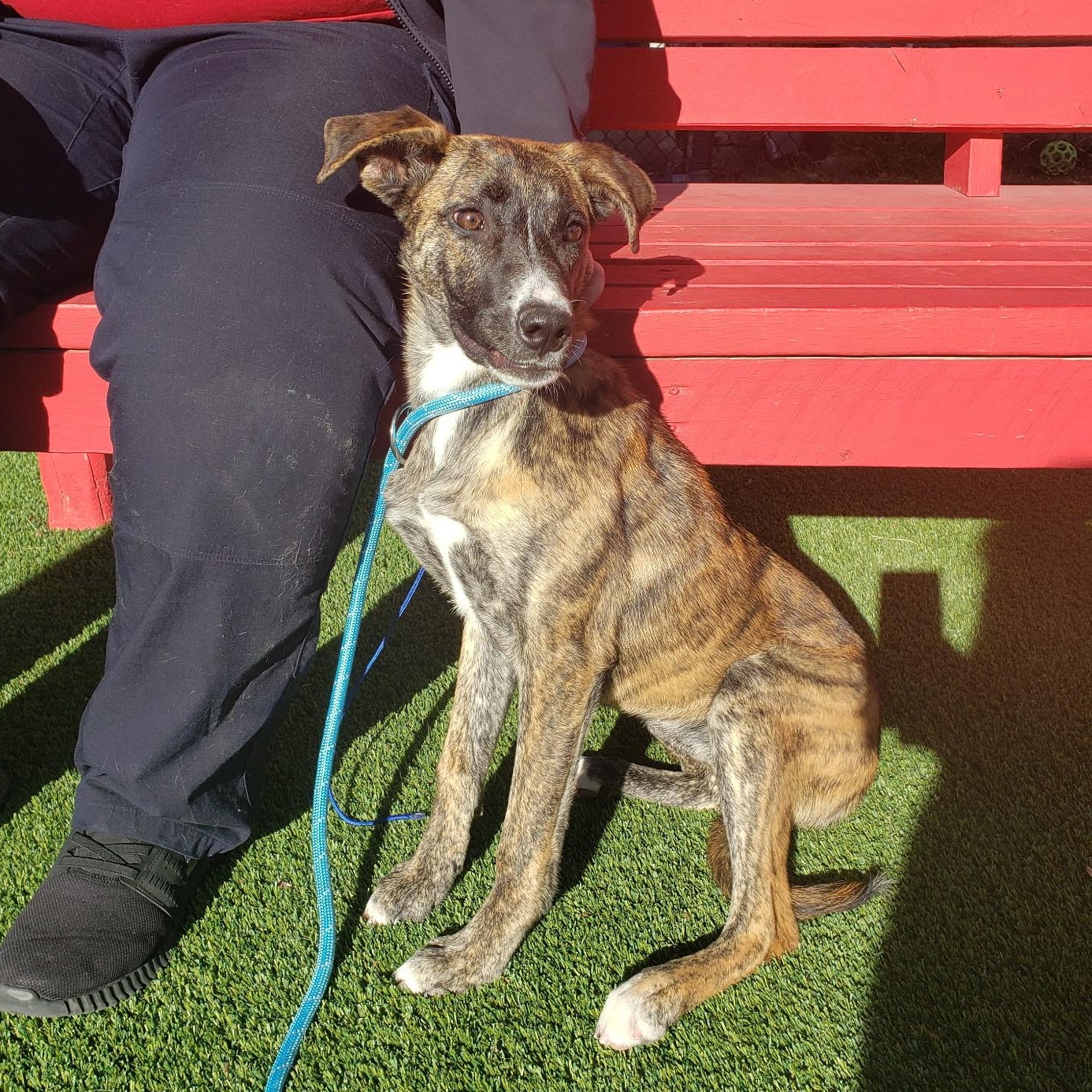 Valentina, ADOPTABLE, Young Female Whippet.