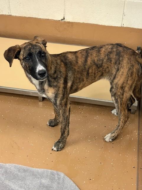 Valentina, ADOPTABLE, Young Female Whippet.