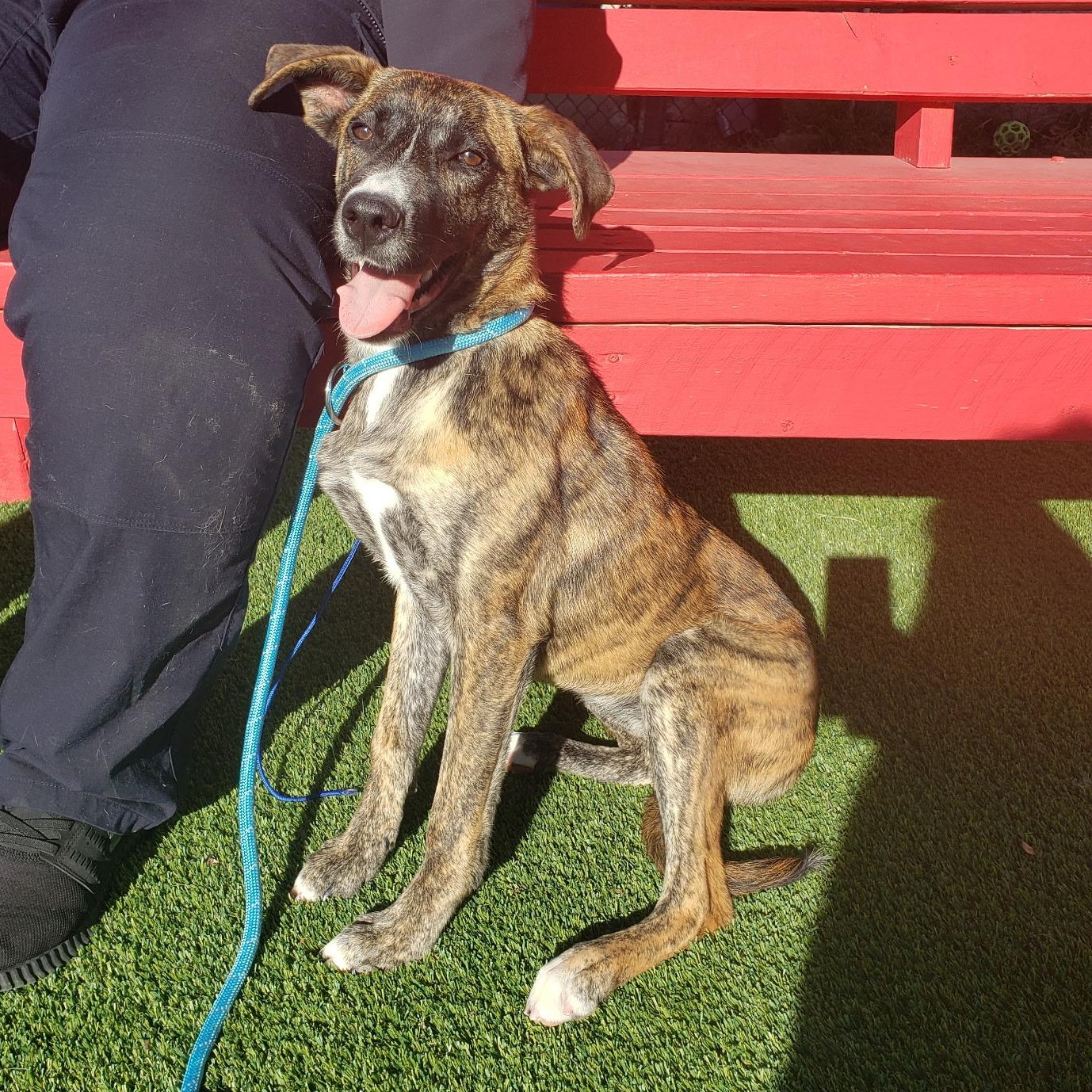 Enlarge Valentina, an adoptable mixed breed in Allen, TX image 2/4