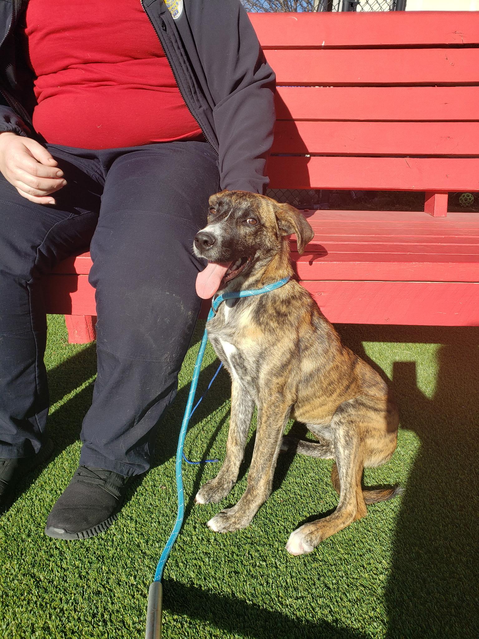 Enlarge Valentina, an adoptable mixed breed in Allen, TX image 4/4