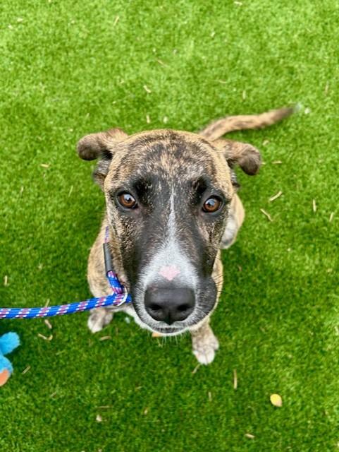 Enlarge Valentina, an adoptable mixed breed in Allen, TX image 5/5