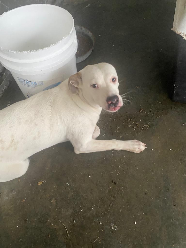 Queeny, a Adoptable Pit Bull Terrier in Greenwood, MS image 1/3