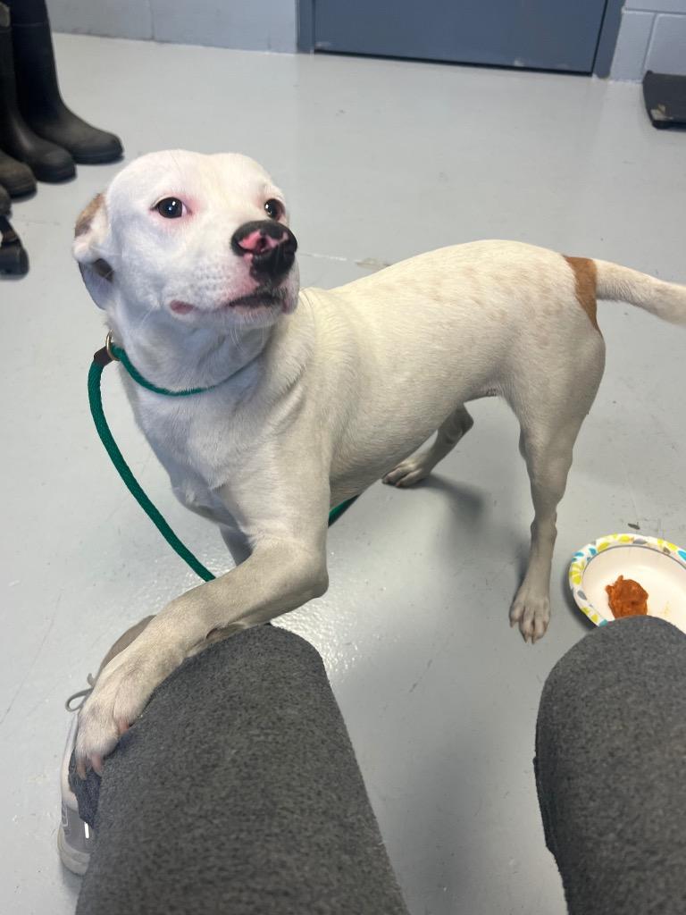 Queeny, a Adoptable Pit Bull Terrier in Greenwood, MS image 2/3